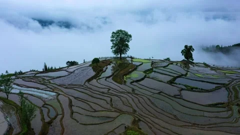 Terraced fields after rain Video stock 191968873