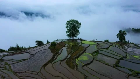 Terraced fields after rain Stock Footage 191968884