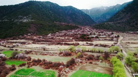 Terraced fields and peach blossoms in a wooded Nyingchi valley Stock Footage 345886739