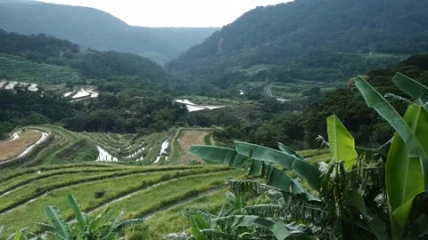 Terraced fields with green or yellow rice, green trees in Taiwan Stock Footage 133645748