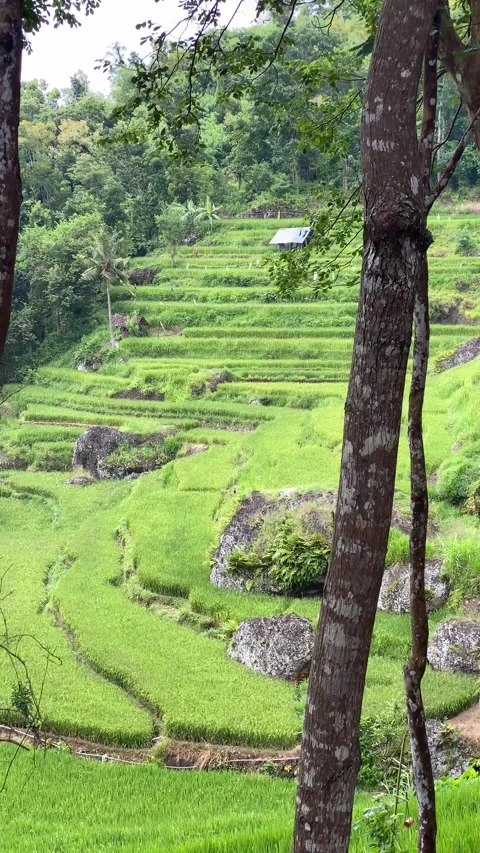 Terraced fields on a hillside planted with rice and surrounded by trees Stock Footage 346837964