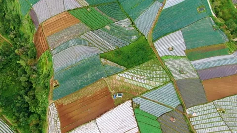Terraced fields patchwork, leek plantation rolling landscape aerial view Stock Footage 153442139