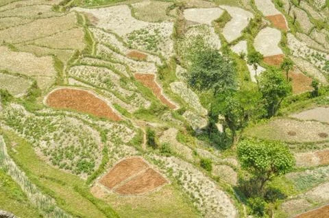 Terraced fields Stock Photos