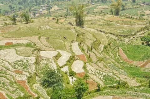 Terraced fields Stock Photos