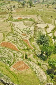 Terraced fields Stock Photos