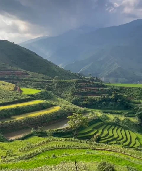 Terraced Green Rice Fields on Mountain Slopes Video stock 342265800