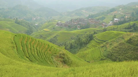 Terraced green rice fields surrounded by a village, in China Stock Footage 231789352