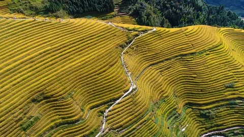 Terraced harvest Video stock 101454926