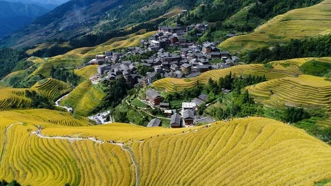Terraced harvest Stock Footage 101454928