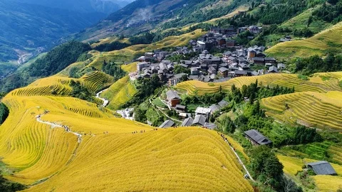 Terraced harvest Stock Footage 101454931