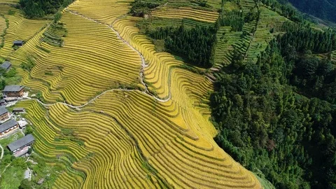 Terraced harvest Video stock 101455057