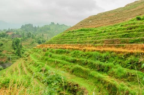 Terraced Stock Photos