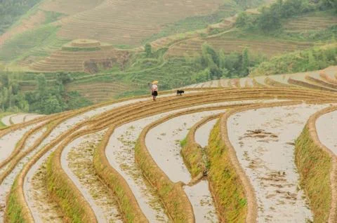 Terraced Foto stock