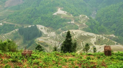 Terraced Rice Field Stock Footage 51613837