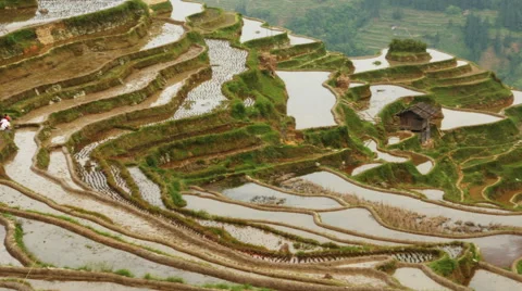 Terraced Rice Field Stock Footage 51618006