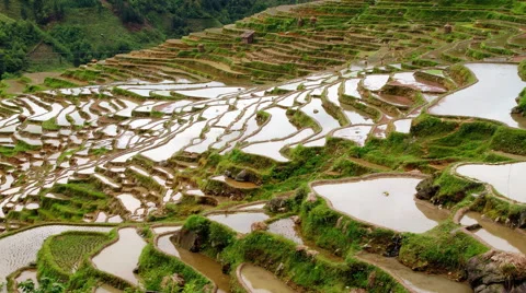 Terraced Rice Field Stock Footage 51827755