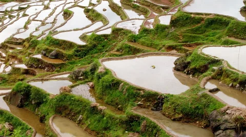 Terraced Rice Field Stock Footage 51828090