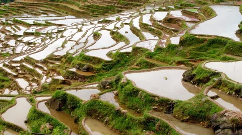 Terraced Rice Field Stock Footage 51828211