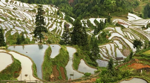Terraced Rice Field Stock Footage 52227198
