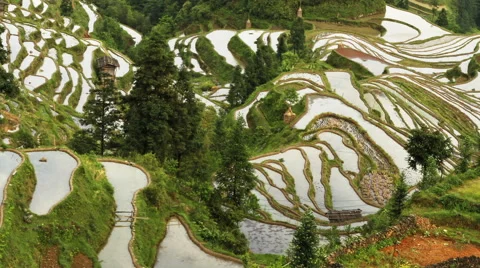 Terraced Rice Field Stock Footage 52227548