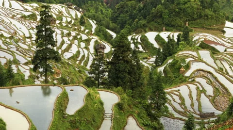 Terraced Rice Field Stock Footage 52586945