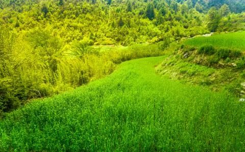 Terraced rice field Foto stock