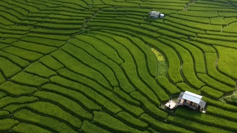 Terraced Rice Field S06 Stock Footage