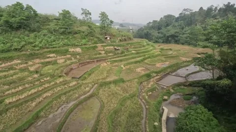 Terraced rice fielda viewed from a train travelling in West Java, Indonesia Stock Footage 316728113