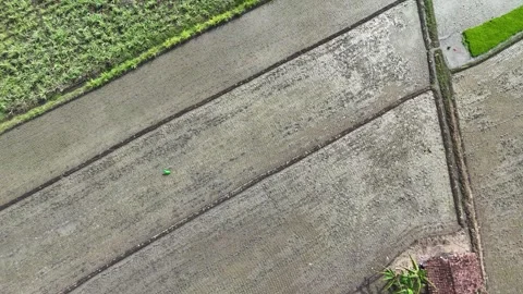 Terraced Rice Fields Aerial Top Down View Stock Footage 346391785