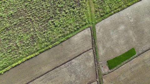 Terraced Rice Fields Aerial Top Down View Stock Footage 346391790