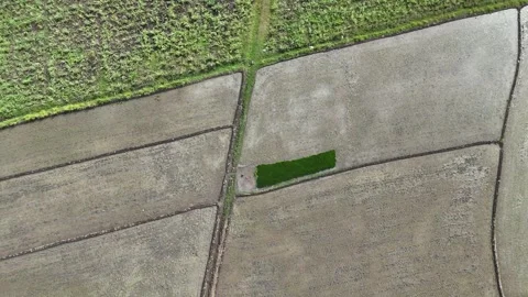 Terraced Rice Fields Aerial Top Down View Stock Footage 346391923