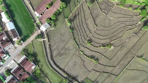 Terraced Rice Fields Aerial Top Down View Stock Footage 346392221