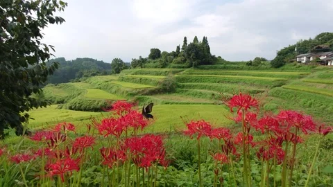 Terraced rice fields and red spider lilies (Taketa City, Oita Prefecture) Stock Footage 342319601