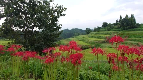 Terraced rice fields and red spider lilies (Taketa City, Oita Prefecture) Stock Footage 342319603