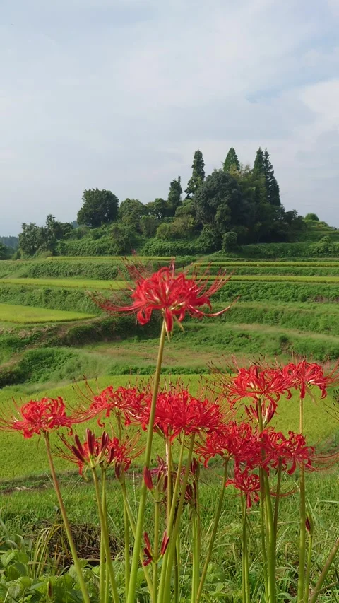 Terraced rice fields and red spider lilies (Taketa City, Oita Prefecture) Stock Footage 342319607