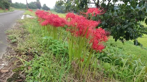Terraced rice fields and red spider lilies (Taketa City, Oita Prefecture) Stock Footage 342319608