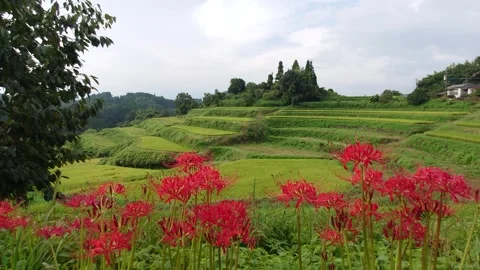 Terraced rice fields and red spider lilies (Taketa City, Oita Prefecture) Stock Footage 342319609