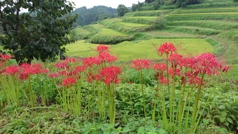 Terraced rice fields and red spider lilies (Taketa City, Oita Prefecture) Stock Footage 342319621