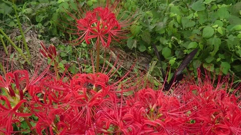 Terraced rice fields and red spider lilies (Taketa City, Oita Prefecture) Stock Footage 342319638