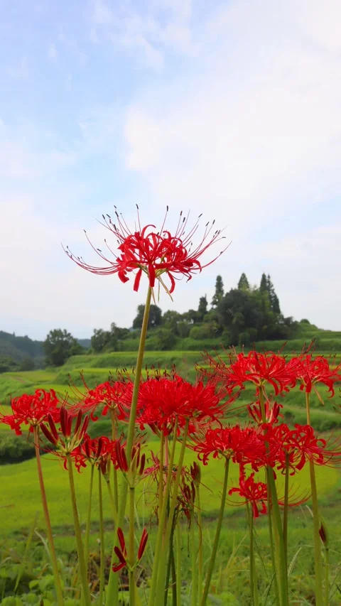 Terraced rice fields and red spider lilies (Taketa City, Oita Prefecture) Stock Footage 342319645