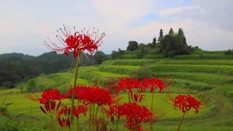Terraced rice fields and red spider lilies (Taketa City, Oita Prefecture) Stock Footage 342319649