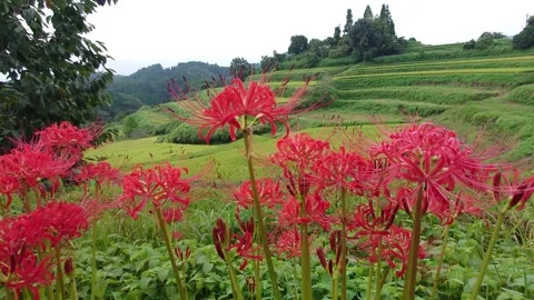 Terraced rice fields and red spider lilies (Taketa City, Oita Prefecture) Stock Footage 342319695