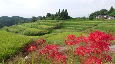 Terraced rice fields and red spider lilies (Taketa City, Oita Prefecture) Stock Footage 342319740