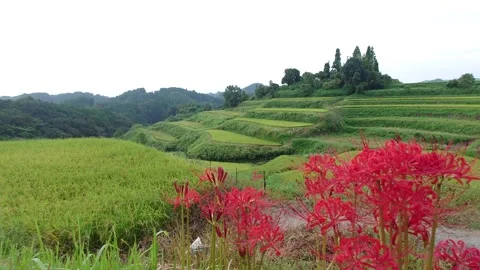 Terraced rice fields and red spider lilies (Taketa City, Oita Prefecture) Stock Footage 342319759