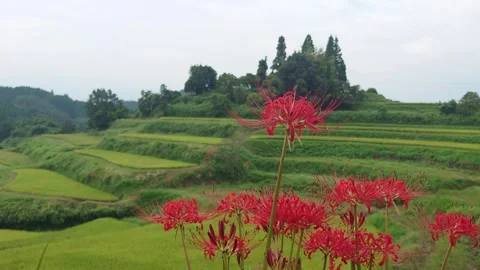Terraced rice fields and red spider lilies (Taketa City, Oita Prefecture) Stock Footage 342319763