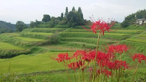Terraced rice fields and red spider lilies (Taketa City, Oita Prefecture) Stock Footage 342319765