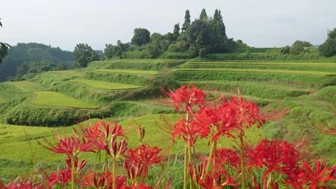 Terraced rice fields and red spider lilies (Taketa City, Oita Prefecture) Stock Footage 342319768