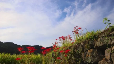 Terraced rice fields and red spider lilies (Beppu City, Oita Prefecture) Stock Footage 342319789