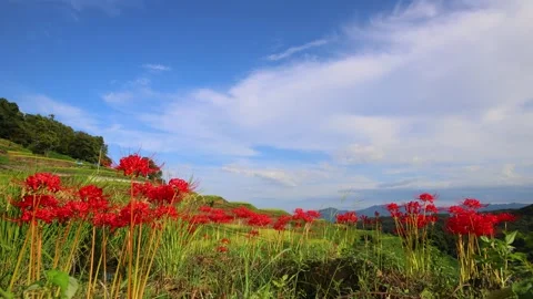 Terraced rice fields and red spider lilies (Beppu City, Oita Prefecture) Stock Footage 342319791