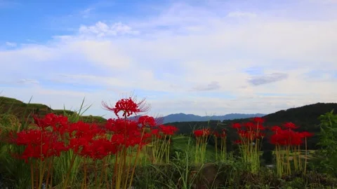 Terraced rice fields and red spider lilies (Beppu City, Oita Prefecture) Stock Footage 342319797